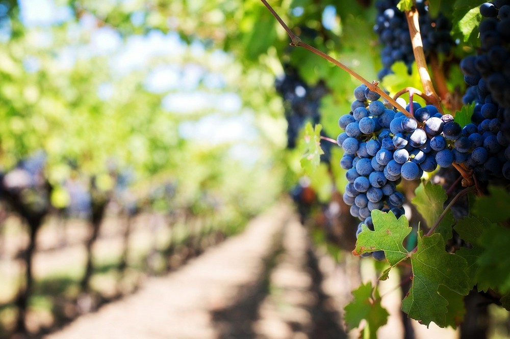 La protección y fertilización del viñedo como ejemplo de agricultura sostenible