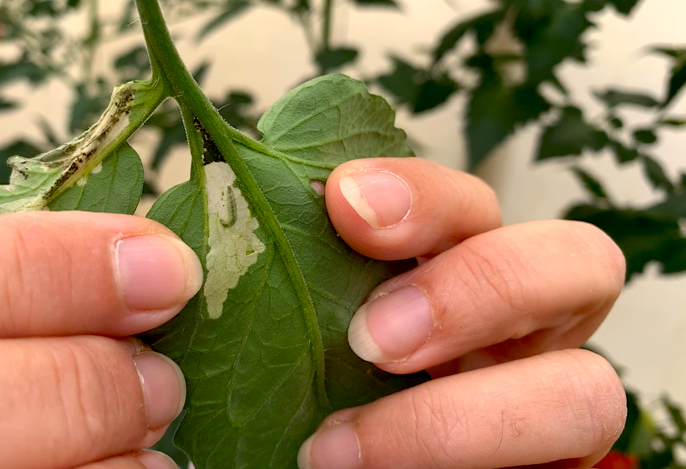  Koppert recomienda el uso de nematodos contra orugas en pimiento y Tuta absoluta en tomate