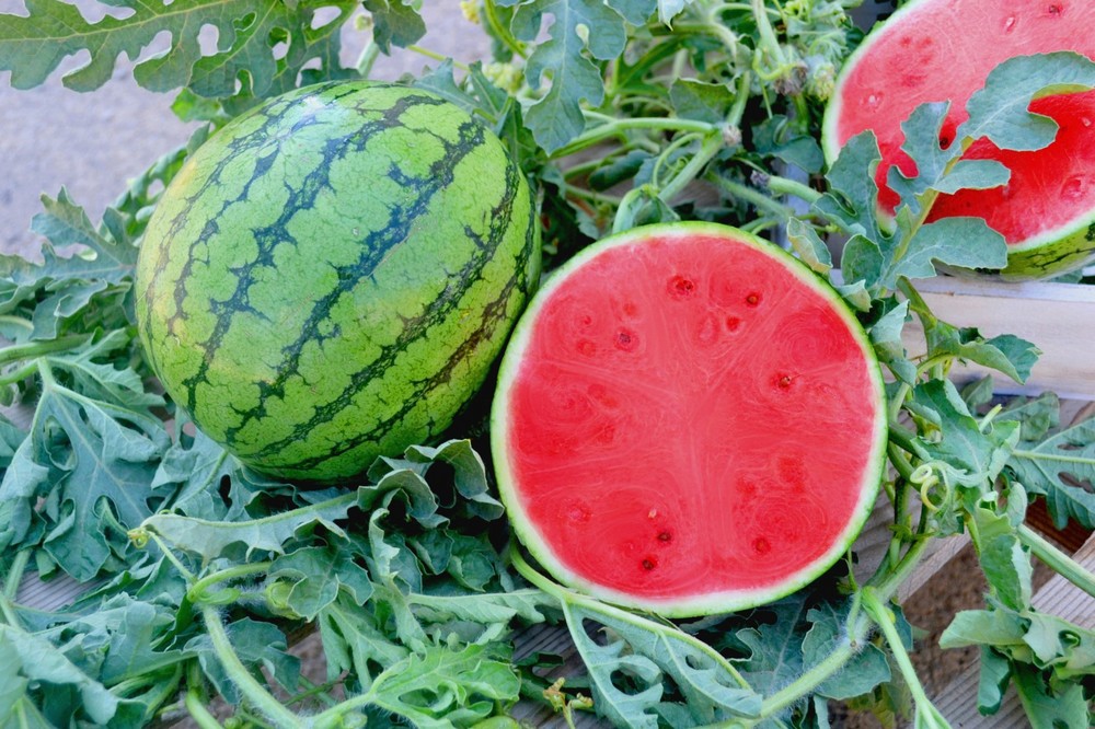 Intersemillas, a la vanguardia de melón  y sandía manteniendo el sabor tradicional