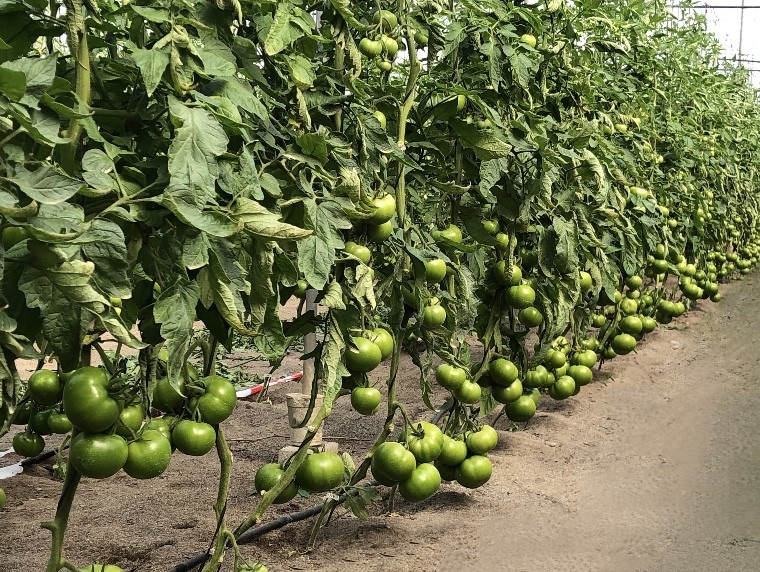 El tomate en tiempos revueltos