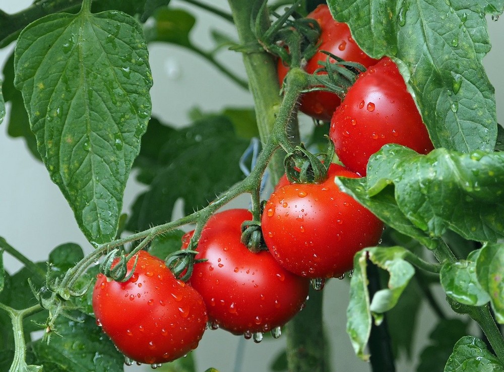 El valor del tomate no termina de remontar con subidas muy leves del tipo Raf y rambo