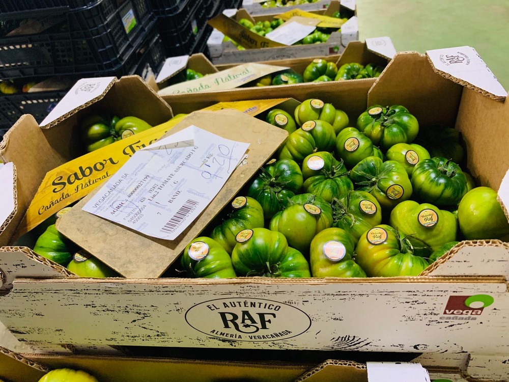 Vegacañada bate todos los récords en cuanto a cotizaciones del tomate Raf en junio