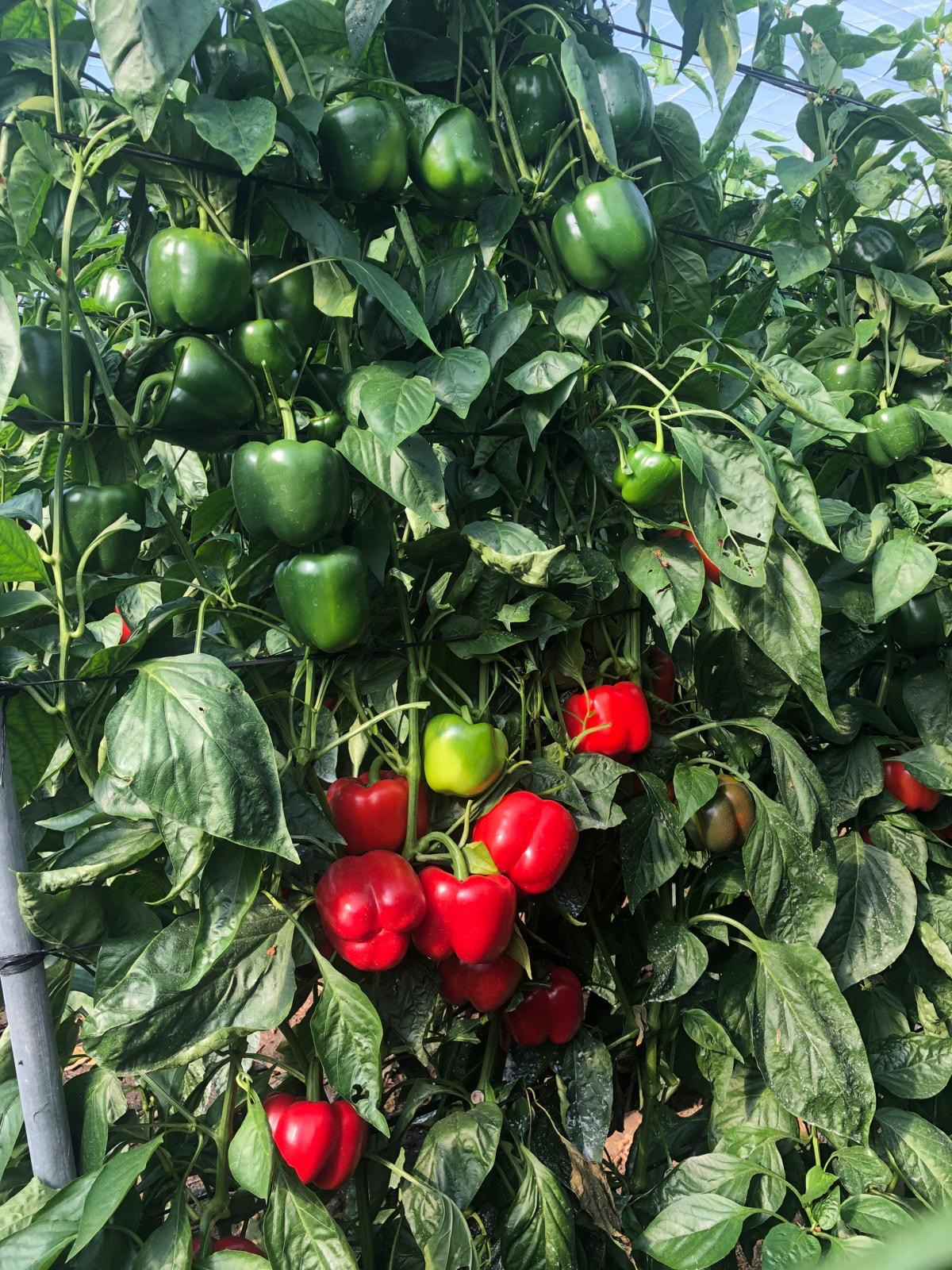 Pepino, calabacín y pimiento registran una bajada en sus cotizaciones