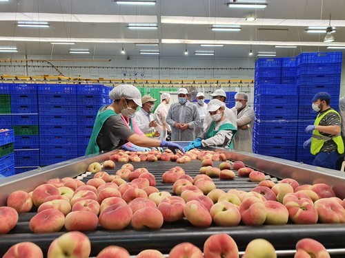  Abierto el plazo para que trabajadores agrícolas soliciten la participación en consejos comarcales de empleo