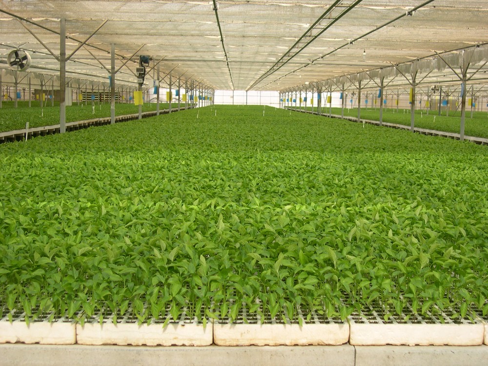 Cajamar destina más de 350 millones de euros de financiación preconcedida para la agricultura intensiva