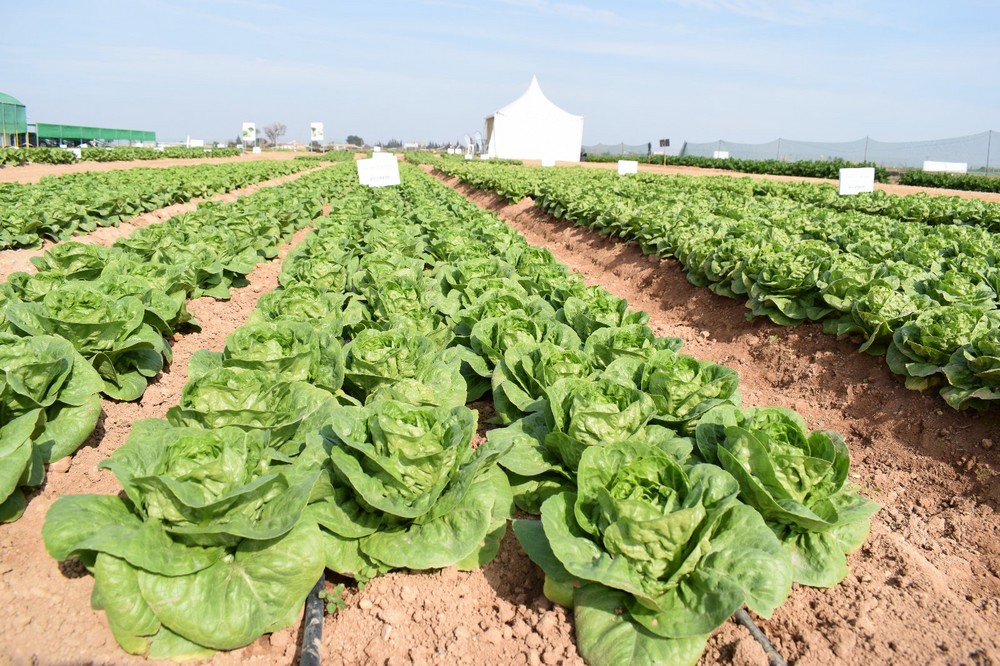 Ramiro Arnedo crece en cultivo de hoja con Candanchu como gran novedad en Little Gem