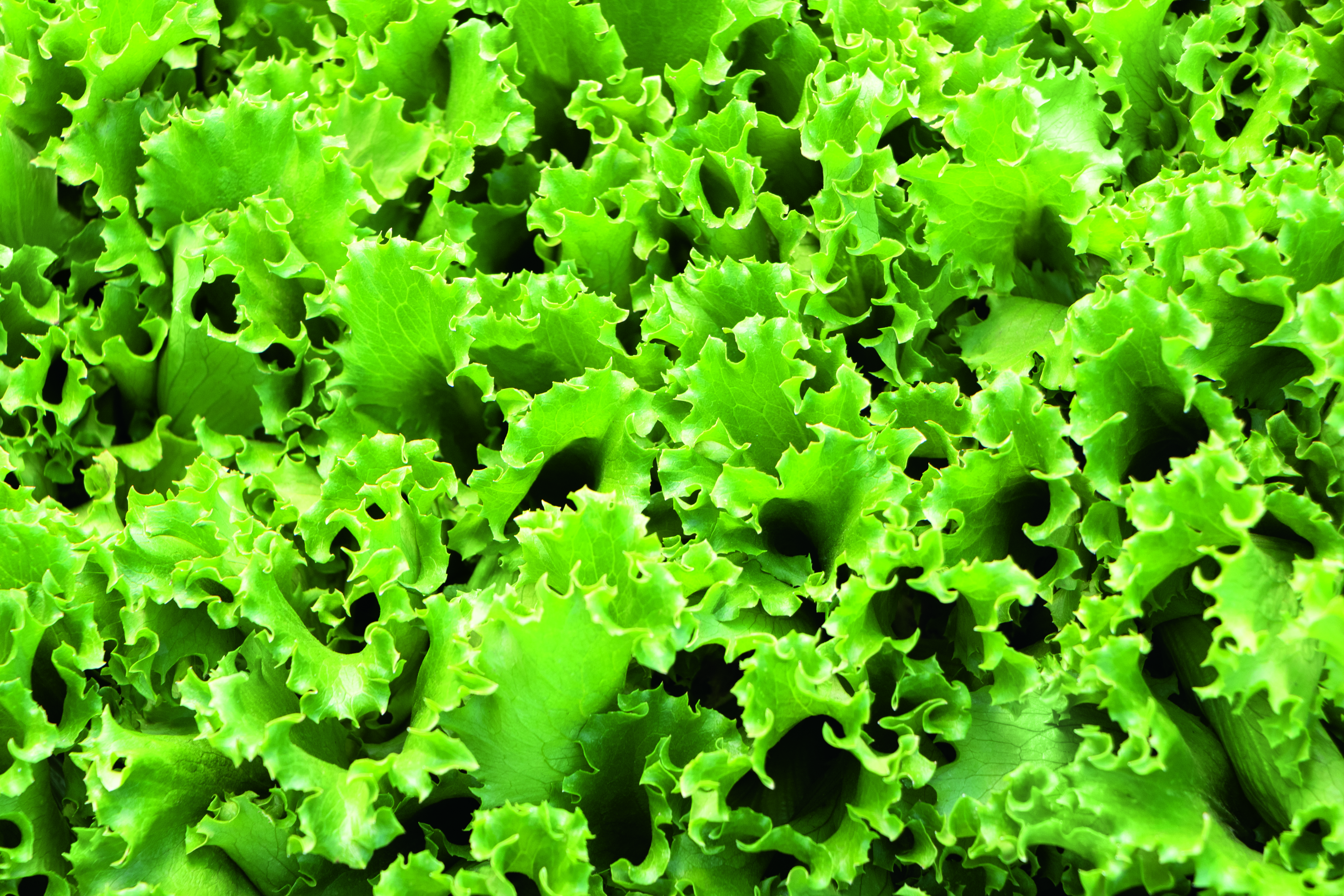 Bejo Ibérica impulsa su producción en fresco y ofrece variedades con adaptabilidad a las condiciones climáticas