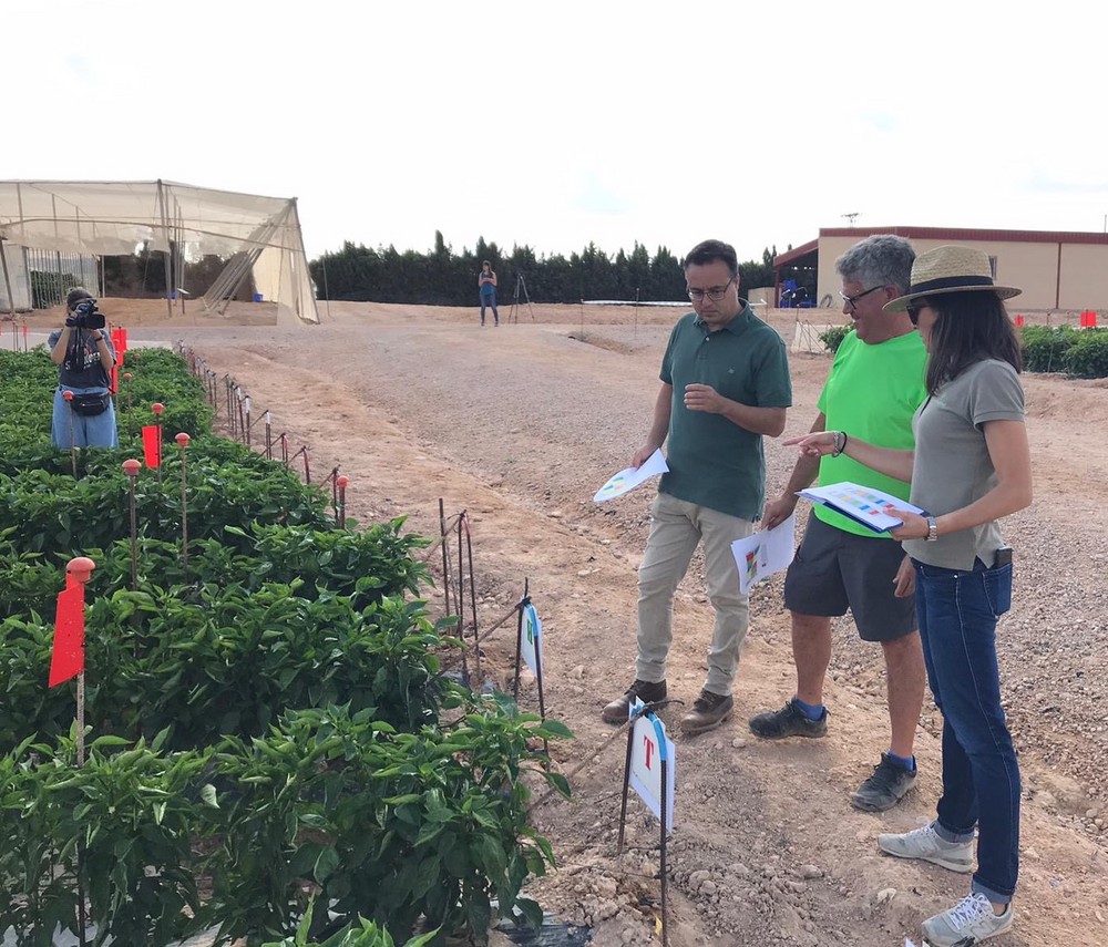 Asfertglobal y CDTA presentan en Murcia los primeros resultados de su ensayo en pimiento
