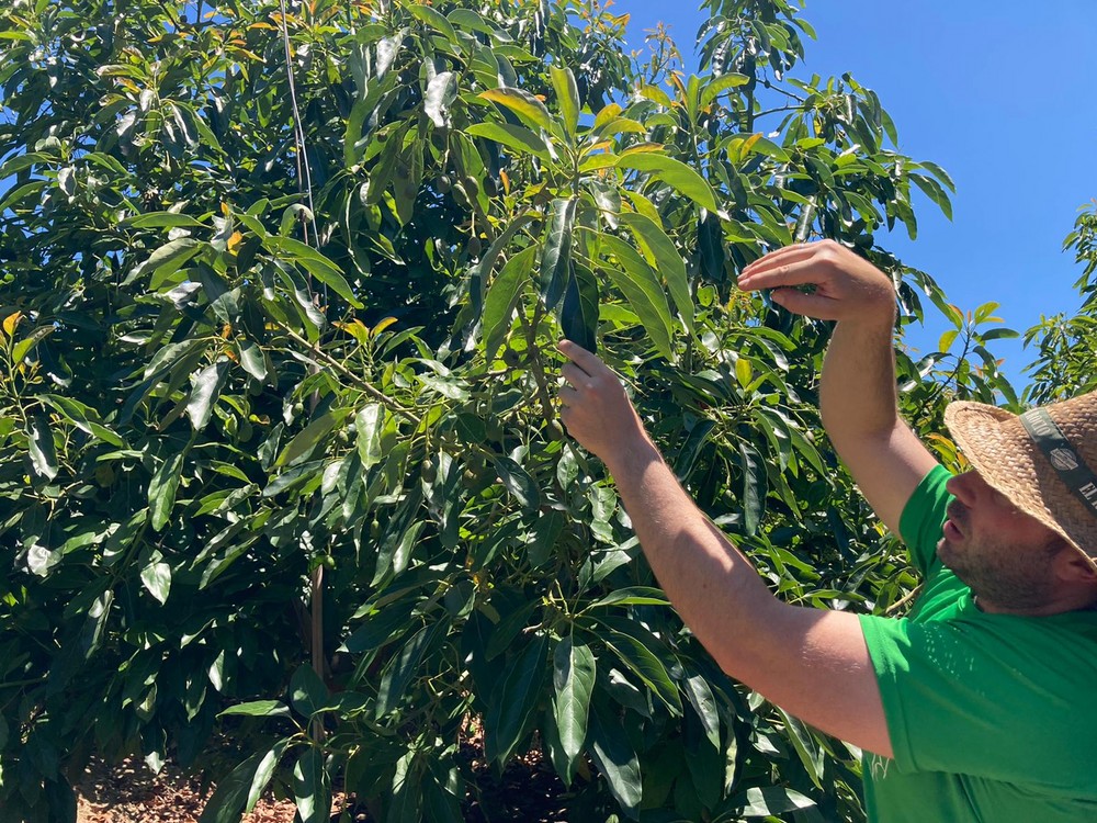 Deshidratación, rajado de fruto o estrés hídrico, problemas para los agricultores en cultivos de verano