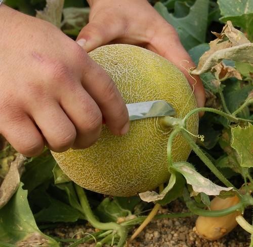 El campo continúa con crisis de precios, muy aguda en melón