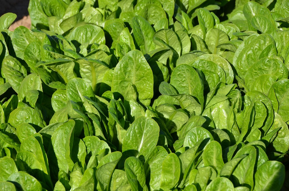 La Comunidad celebra el aumento de las exportaciones regionales de frutas y hortalizas durante la pandemia