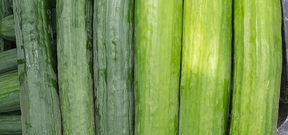Tesoro, Mastil y Ancla, pepinos verde oscuro ante la sobremaduración de fruto