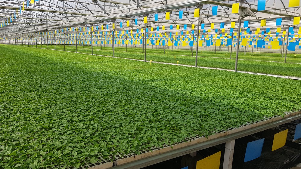 Campoejido ofrece asesoramiento, tecnología y profesionalidad en su semillero