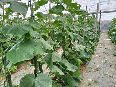 La precocidad, calidad, productividad y seguridad de Dogo F1 hacen brillar a Ramiro Arnedo en pepino Almería temprano