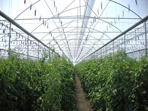 Grafeno 4D 7K, el film de Riviera Blumen que ayuda a incrementar la producción de los cultivos