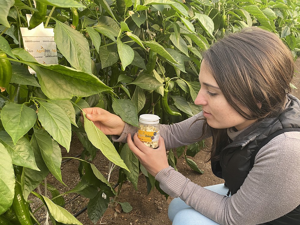 Agrobío valora los buenos resultados de control biológico en la campaña de primavera y los mantiene para el pimiento temprano