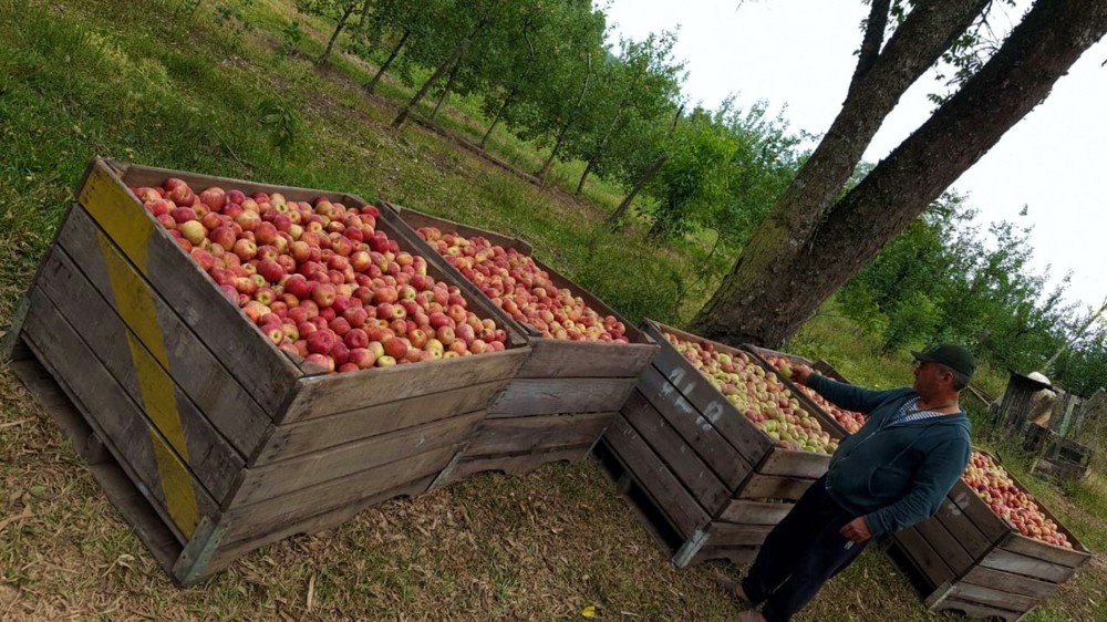 Las tecnologías de Ecoculture mejoran la coloración en manzana Fuji y Pink Lady y reducen la caída de frutos en ensayos recientes en cultivos de Brasil