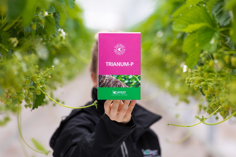 Aumenta el interés por utilizar Trianum® durante todo el ciclo de cultivo
