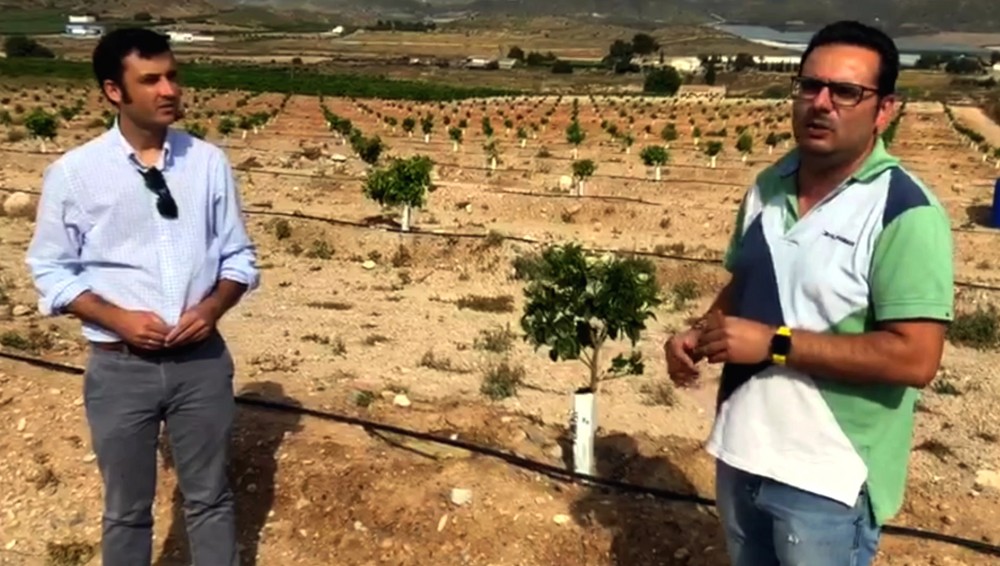Nutrifluid IMPULSE y Profertil ayudan a recuperar una finca de pomelo afectada por el pedrisco