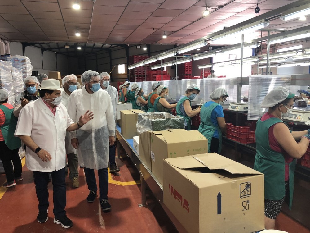 La campaña de uva de mesa alcanzará las 140.000 toneladas de producción y superará las cifras de exportación del pasado año