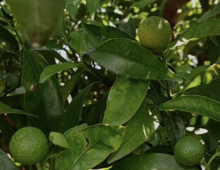 EDYPRO desarrolla una nueva solución biotecnológica que aumenta calibre, peso y uniformidad de los frutos