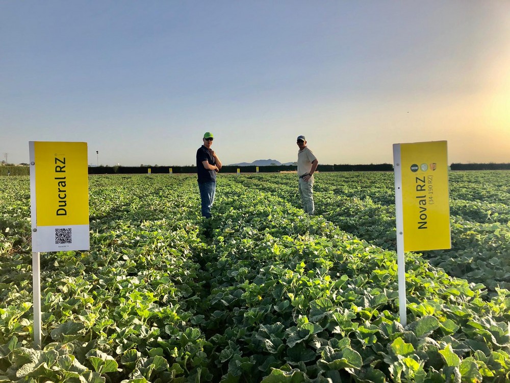 Rijk Zwaan muestras sus nuevos conceptos e innovaciones en la Global melon & watermelon e-vent 2020
