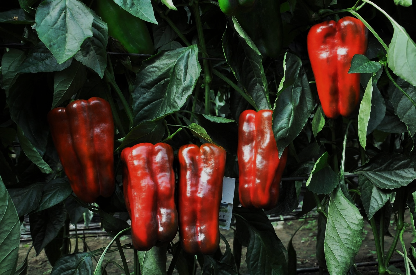 Italiano verde y lamuyo rojo mantienen precios aceptables en la semana 29 del año