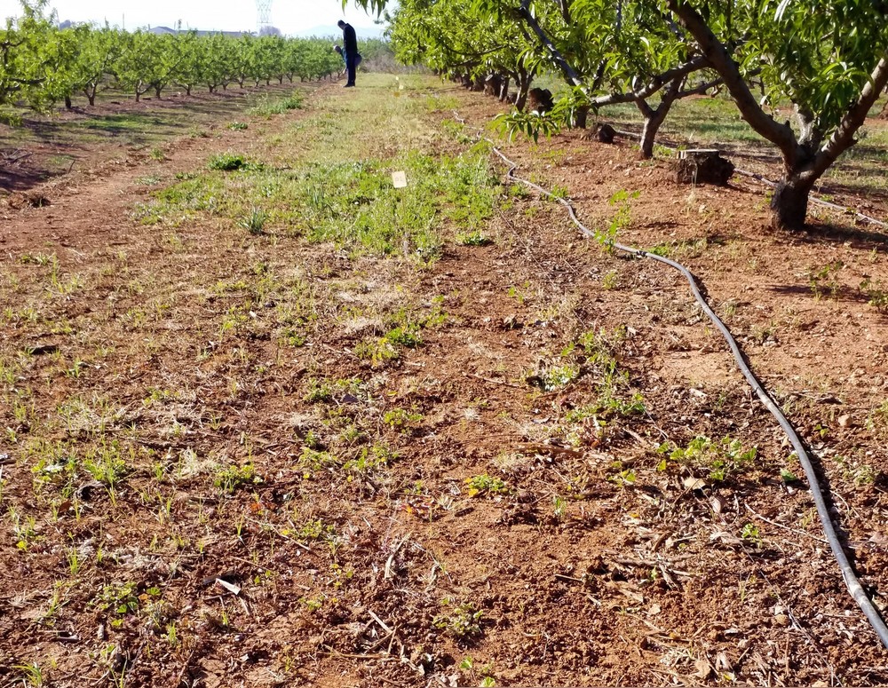 Seipasa y la Universitat Politècnica de València trabajan en el desarrollo de un nuevo herbicida natural