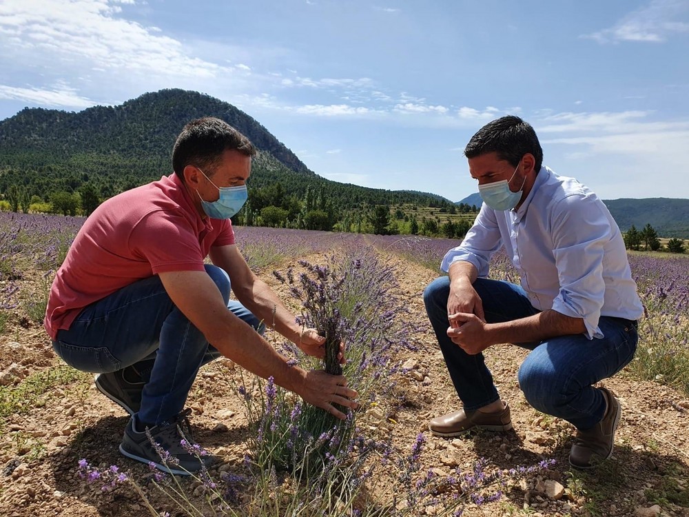 El IMIDA inicia un estudio que permitirá al sector de las aromáticas ajustar las valoraciones del seguro agrario a cada cultivo