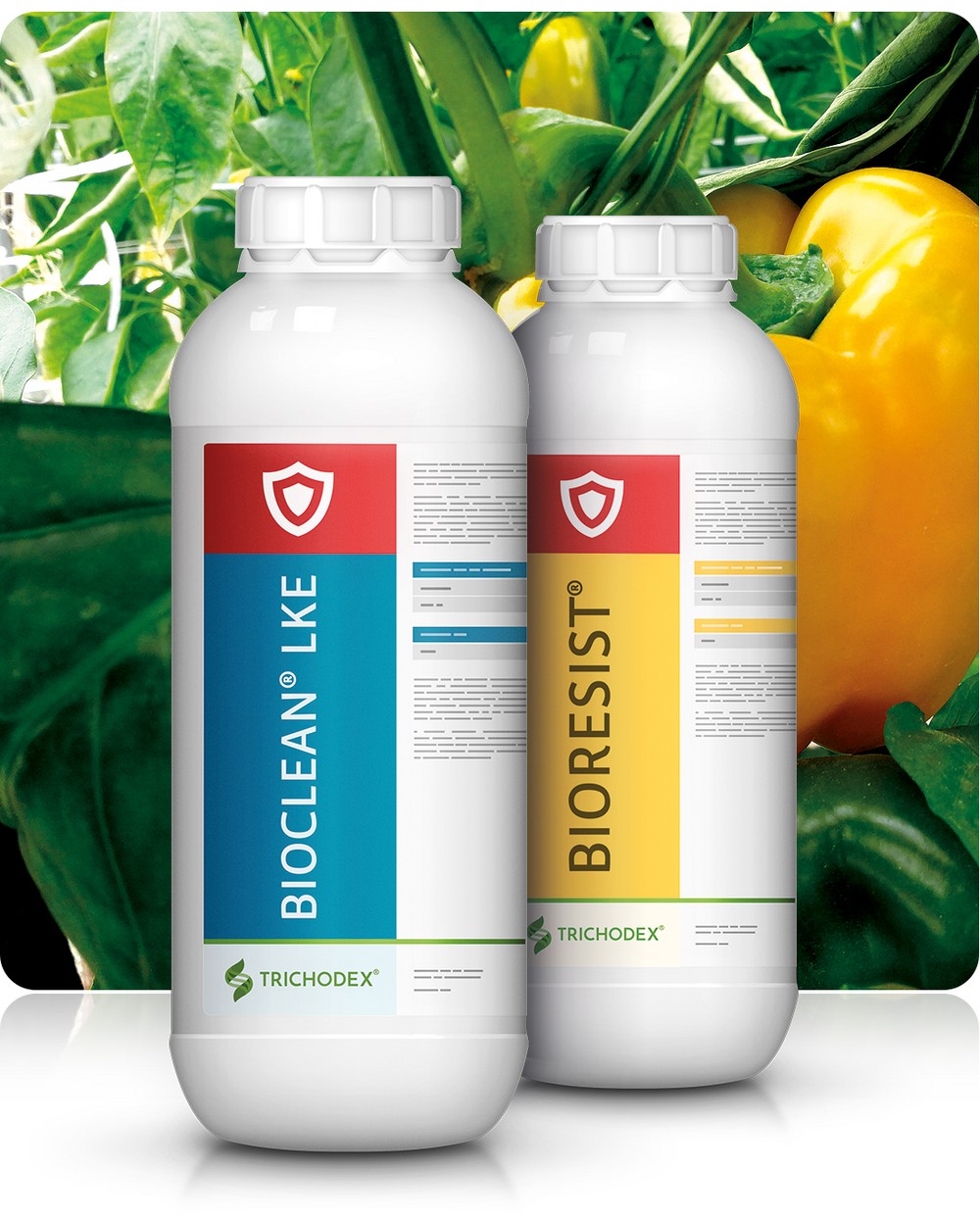 BIORESIST® y BIOCLEAN® fortalecen y refuerzan la defensa directa de la planta frente a enfermedades de suelo en cultivos hortícolas