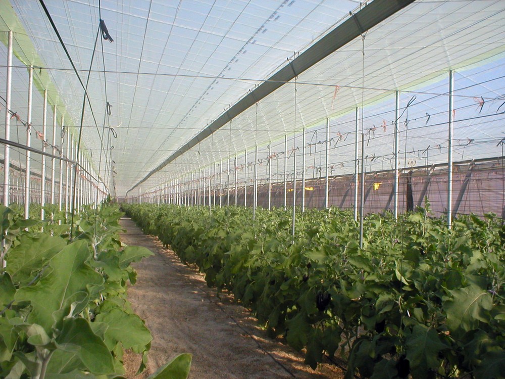 Grupo Riviera Blumen:  ‘El mejor plástico amarillo del mercado’