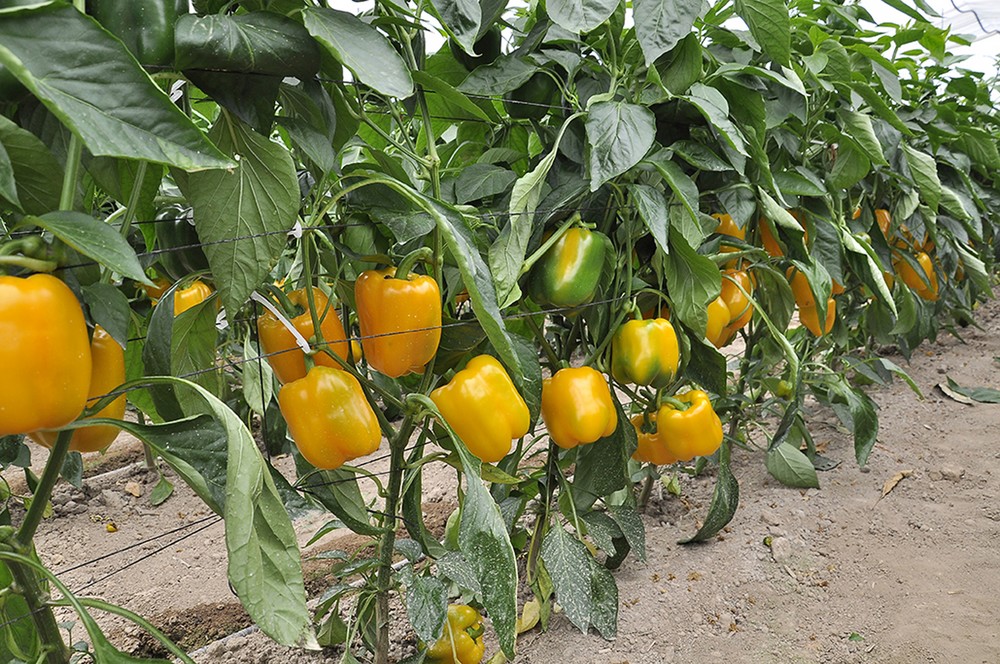 Ardanza y Tallante, referentes de Seminis  en pimiento California para Murcia