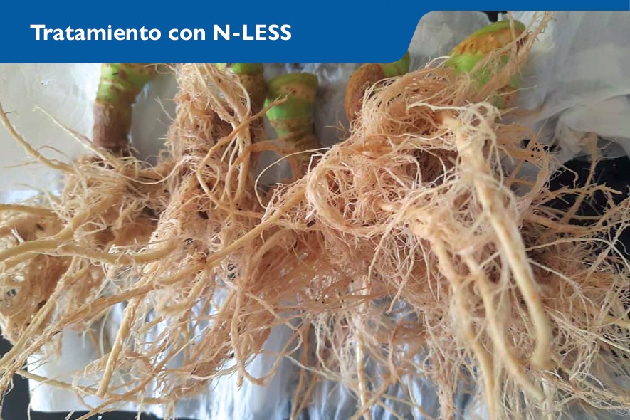 Stoller Europe ofrece la solución para la fertilización responsable en el campo de Cartagena: N-LESS