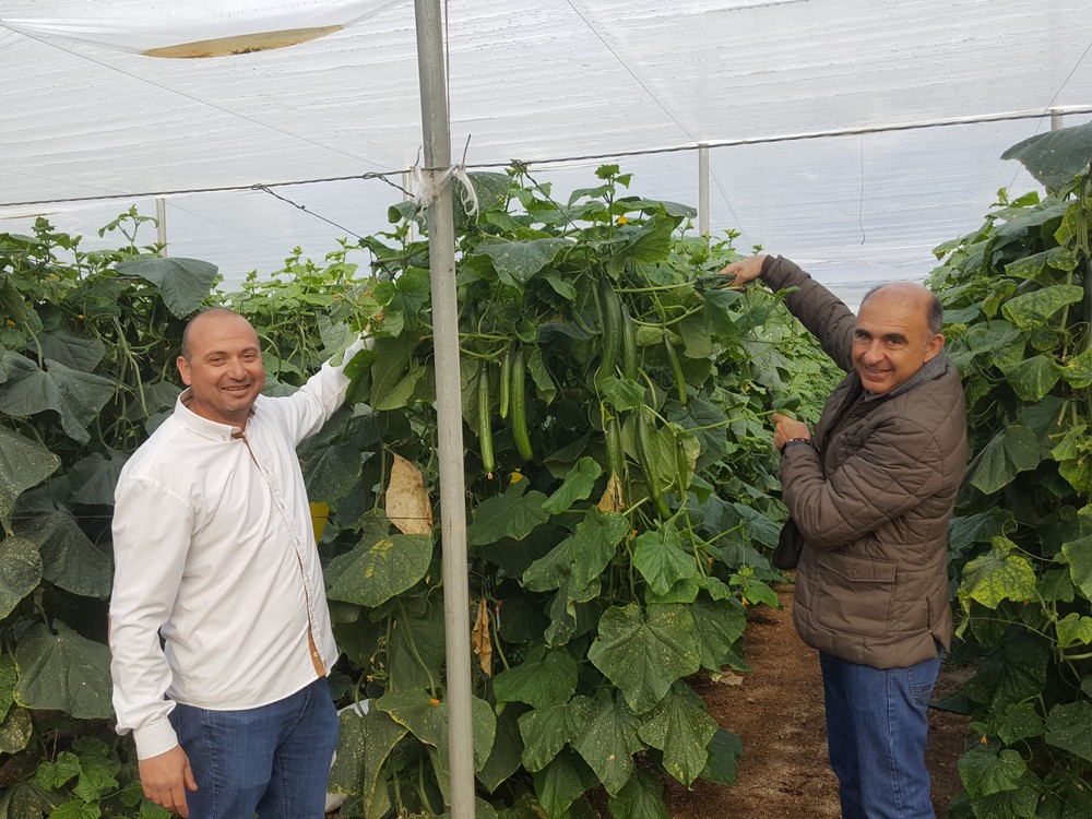 “Nunca he conocido un pepino  que dé tantos kilos como SQisito”