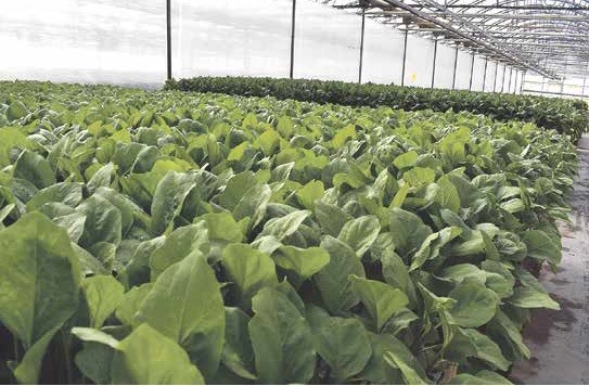 Campoejido cuida del agricultor desde la planta al suministro