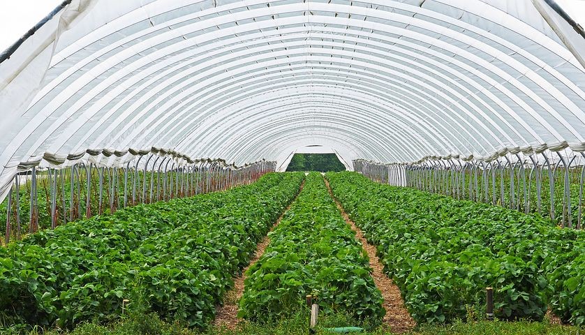 El Consejo de ministros aprueba la distribución de 388.667 euros a Andalucía para diferentes líneas de apoyo a los sectores agrícola y ganadero