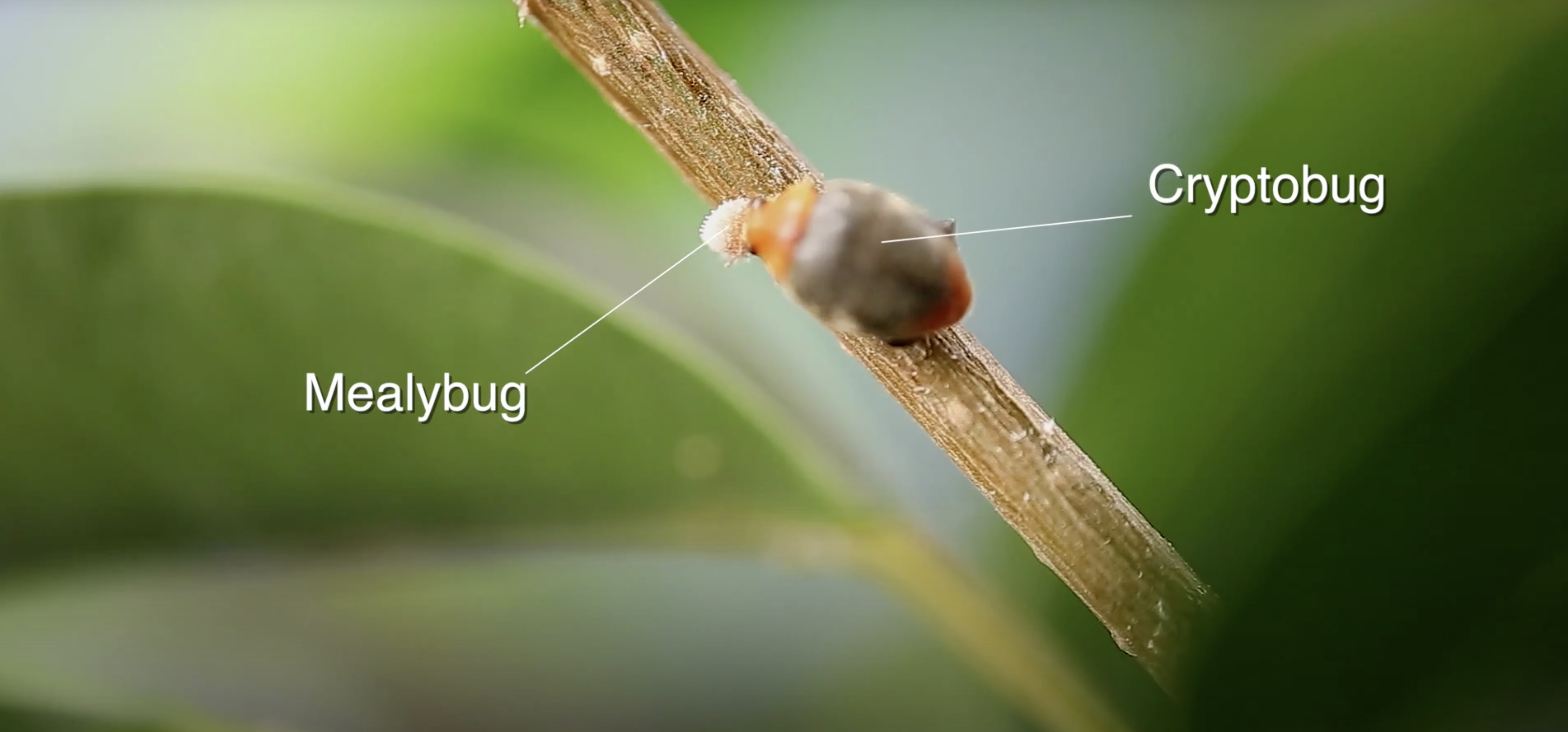 Koppert refuerza con Cryptolaemus el control biológico del cotonet de Sudáfrica