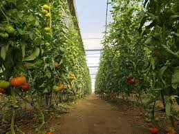 El pago de la ayuda complementaria a jóvenes agricultores se incrementa un 16% en la campaña 2019
