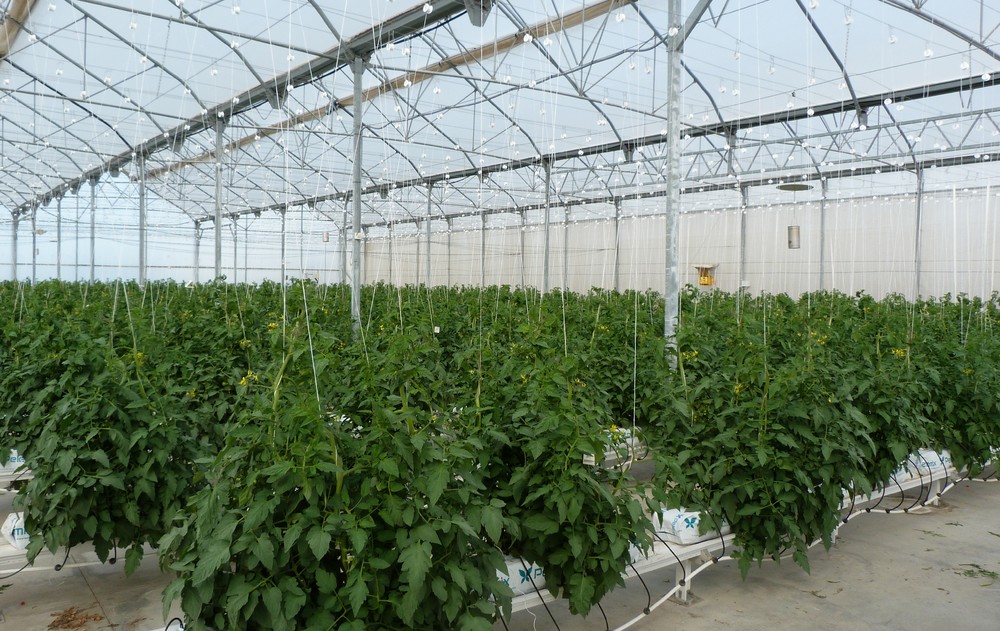 Almería lidera las exportaciones de legumbres y hortalizas nacionales en 2019