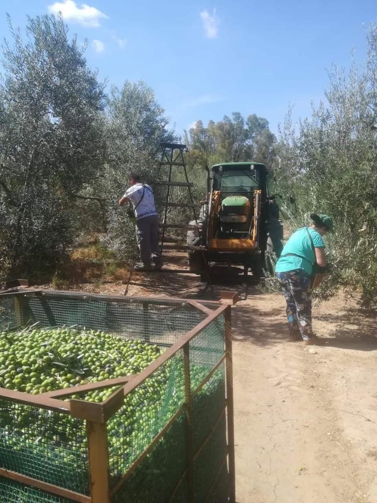  La Junta consensúa con el sector agrario una normativa específica ante el inminente inicio de las campañas de recolección en el campo