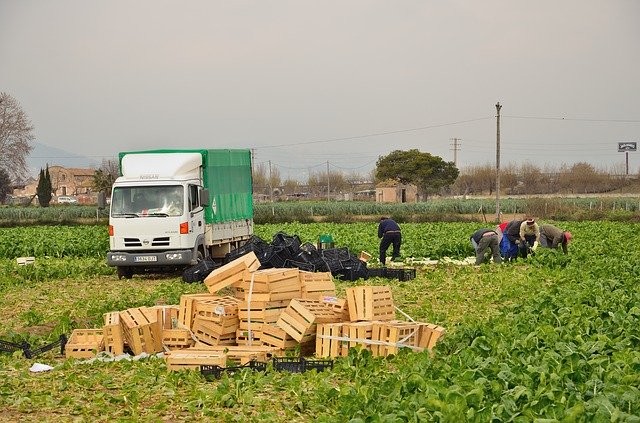 La Junta aprueba medidas para explotaciones con trabajadores temporales ante el Covid-19
