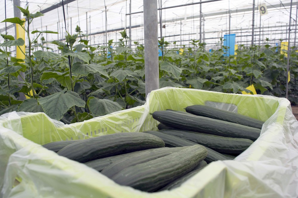 Pepino, calabacín y berenjena comienzan septiembre con buenas cotizaciones