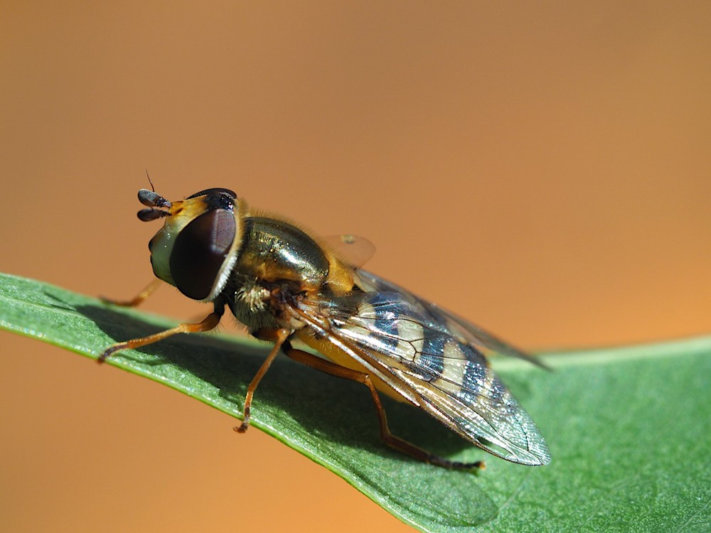 Eupeodes-System, permanece activo hasta el final del otoño