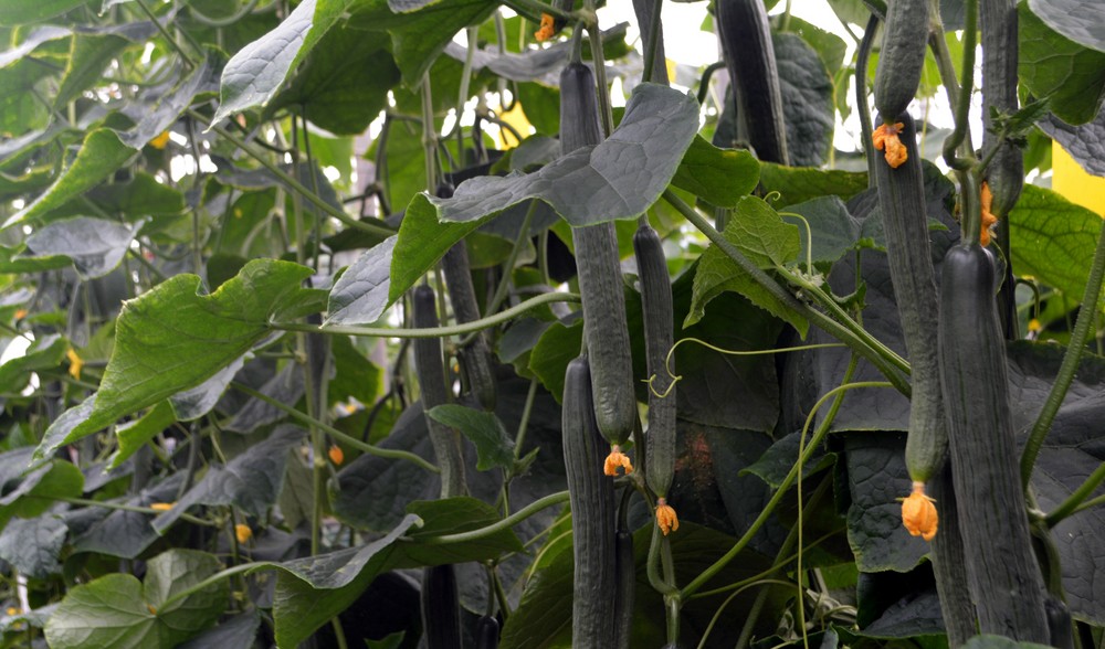 Tejo, Bambú y Caobado aportan las ventajas de la genética SmartQ al segmento de pepino holandés