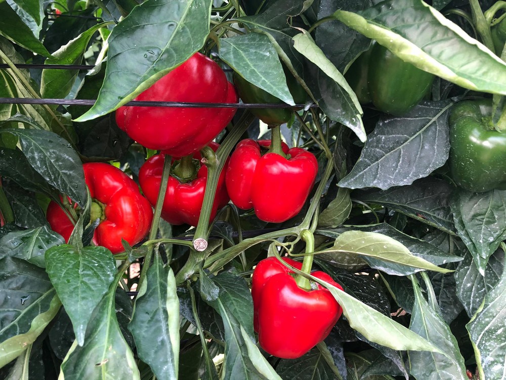 El pimiento registra un aumento de sus cotizaciones en la segunda semana de campaña
