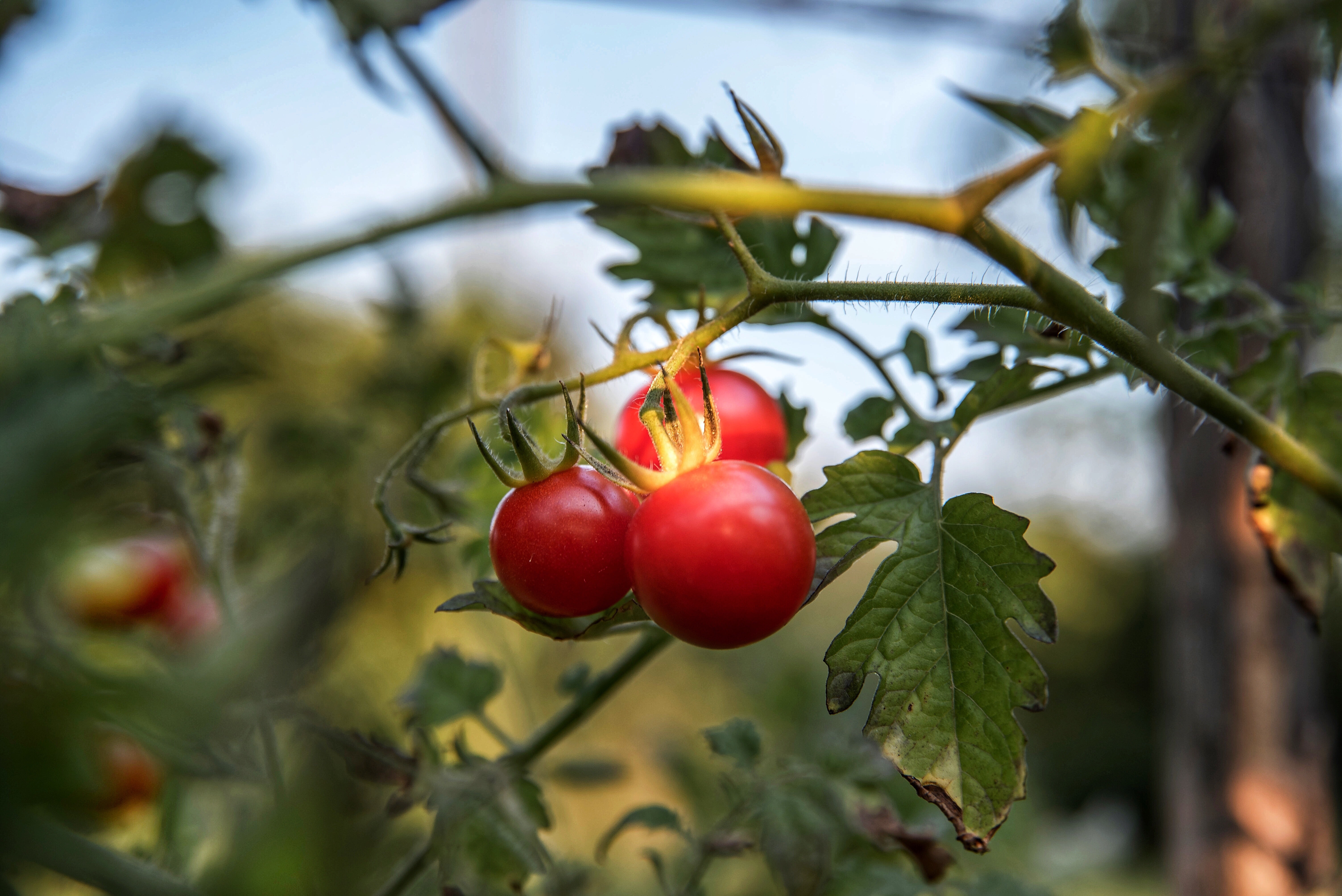 BioWin® Integrated Solutions, la estrategia de Kenogard para los nuevos retos de la agricultura