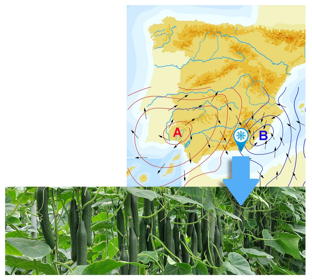 SV0091CE de Seminis, valor seguro con bajas temperaturas