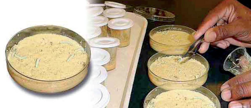Potencia y toxinas en los bioinsecticidas  a base de Bacillus thuringiensis