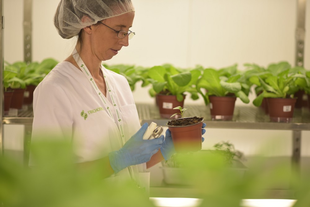Microbioma vegetal: nuevo paradigma para optimizar la eficiencia nutricional y mitigar el estrés abiótico