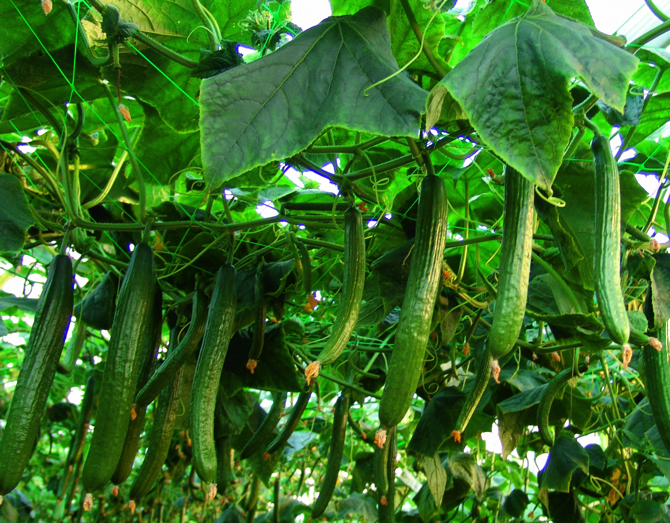 Insula RZ, el pepino tardío  con la calidad más potente
